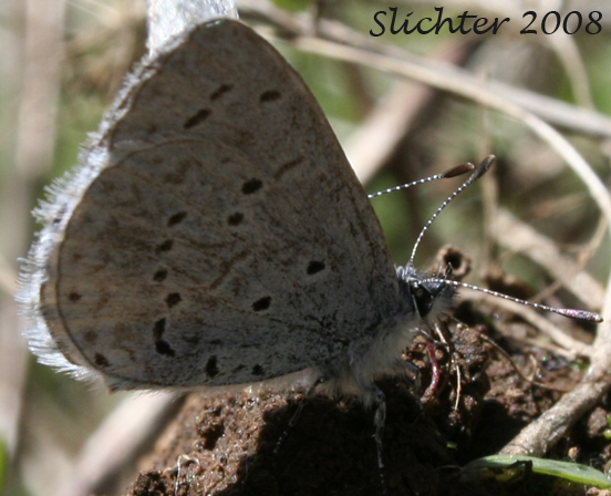 Echo Azure, Echo Blue, Spring Azure, Western Spring Azure: Celastrina echo