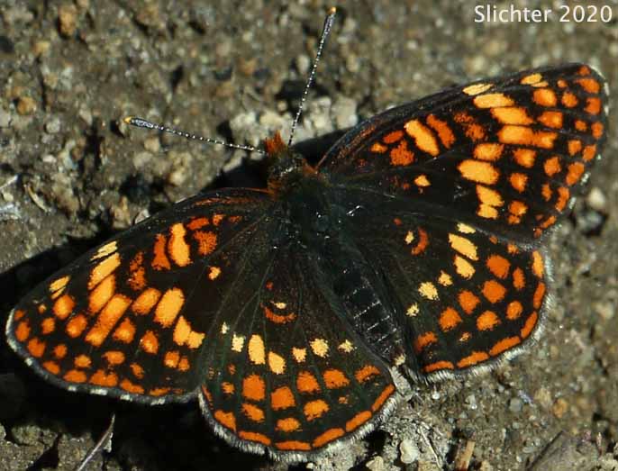 Hoffman's Checkerspot: Chlosyne hoffmanni