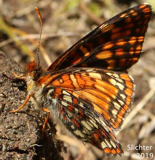 Hoffman's Checkerspot: Chlosyne hoffmanni