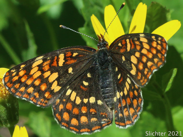 Hoffman's Checkerspot: Chlosyne hoffmanni