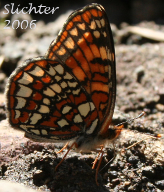 Lower wing surface of Hoffman's Checkerspot: Chlosyne hoffmanni