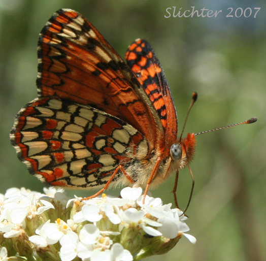 Hoffmann's Checkerspot: Chlosyne hoffmanni