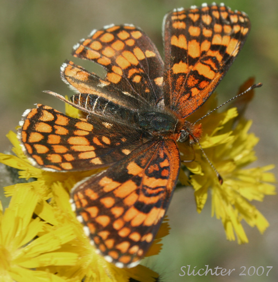 Hoffmann's Checkerspot: Chlosyne hoffmanni
