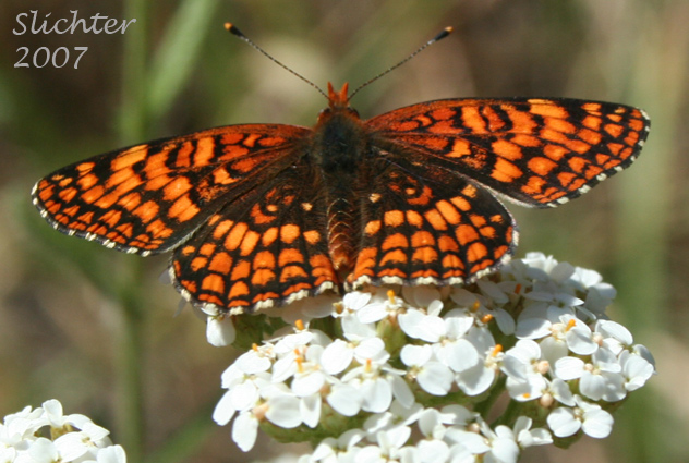 Hoffmann's Checkerspot: Chlosyne hoffmanni