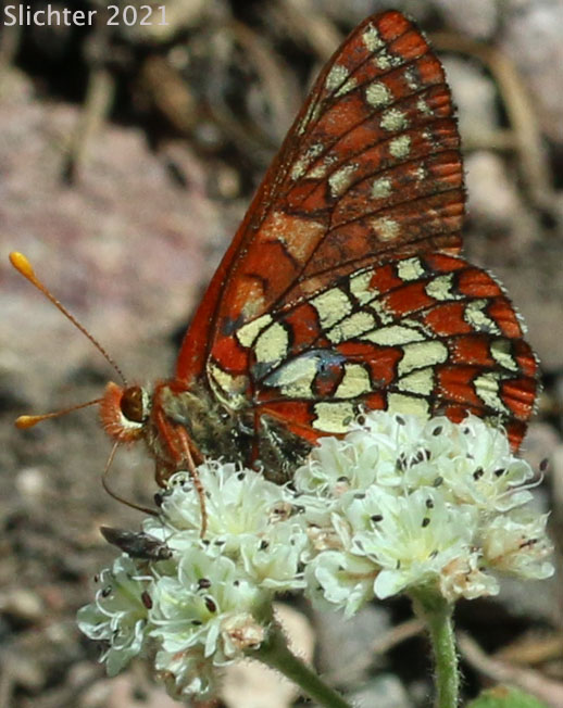 Snowberry Checkerspot: Euphydryas colon