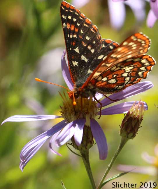 Snowberry Checkerspot: Euphydryas colon