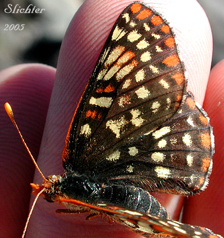 Snowberry Checkerspot: Euphydryas colon