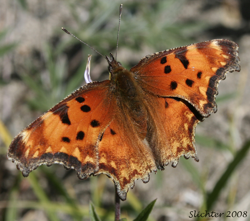 Hoary Comma: Polygonia gracilis