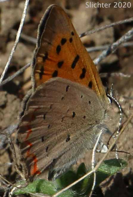 Lilac-bordered Copper: Lycaena nivalis