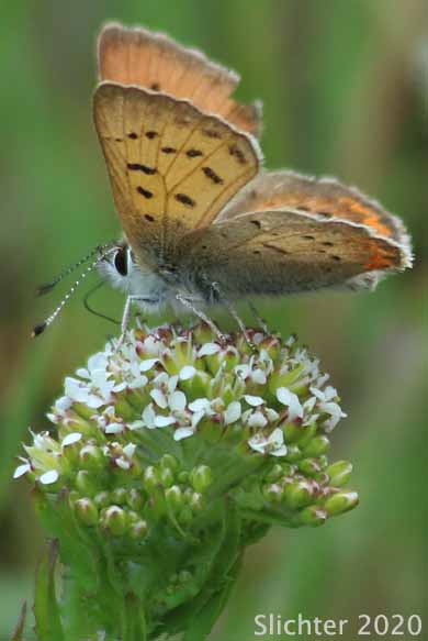 Lilac-bordered Copper: Lycaena nivalis