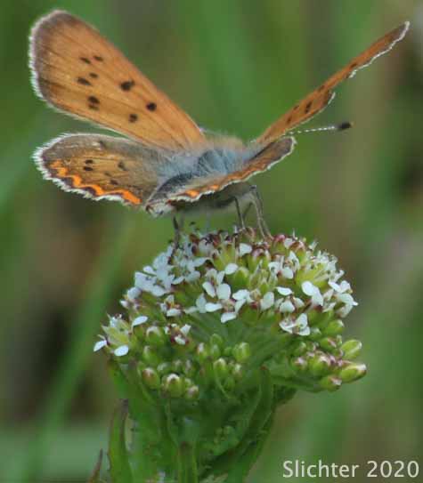 Lilac-bordered Copper: Lycaena nivalis