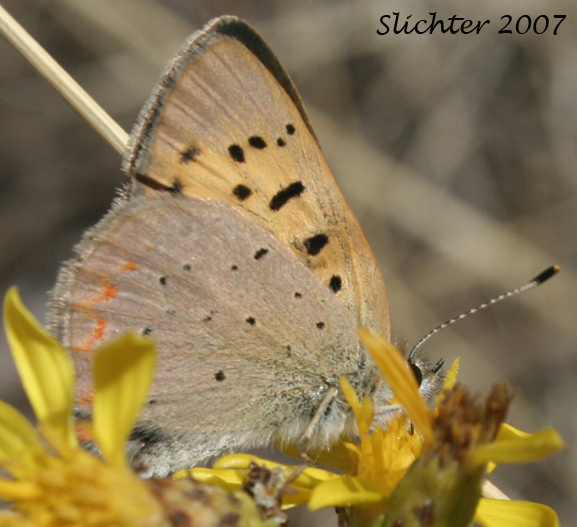 Purplish Copper: Lycaena helloides