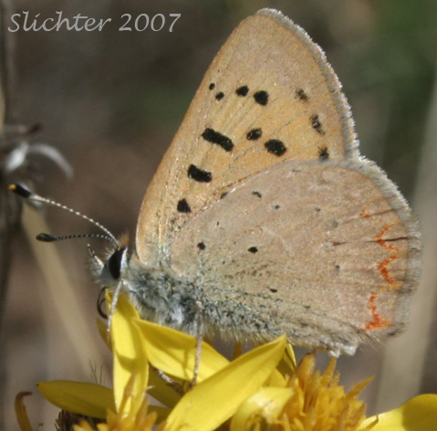 Purplish Copper: Lycaena helloides