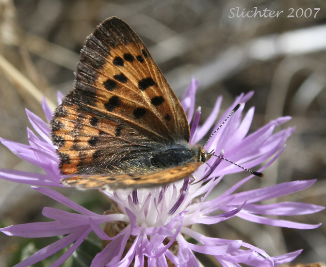 Purplish Copper: Lycaena helloides