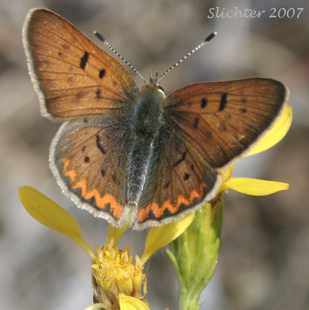 Purplish Copper: Lycaena helloides