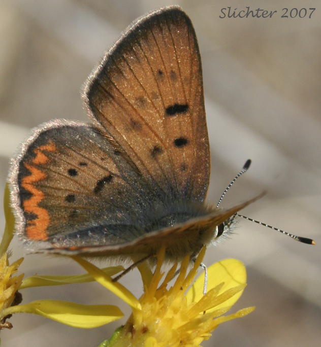 Purplish Copper: Lycaena helloides