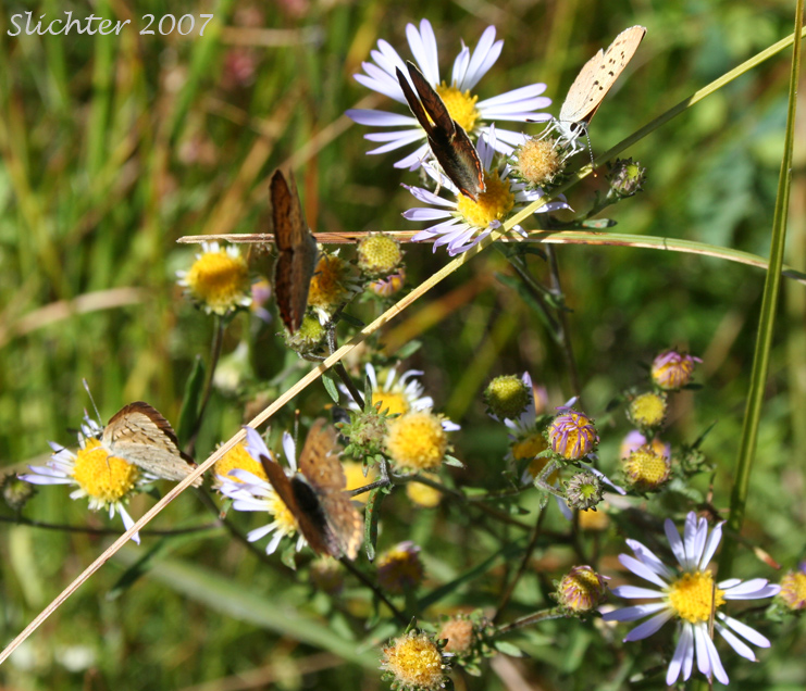 Purplish Copper: Lycaena helloides