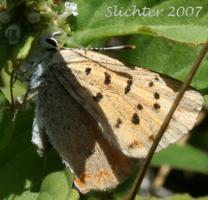 Purplish Copper: Lycaena helloides