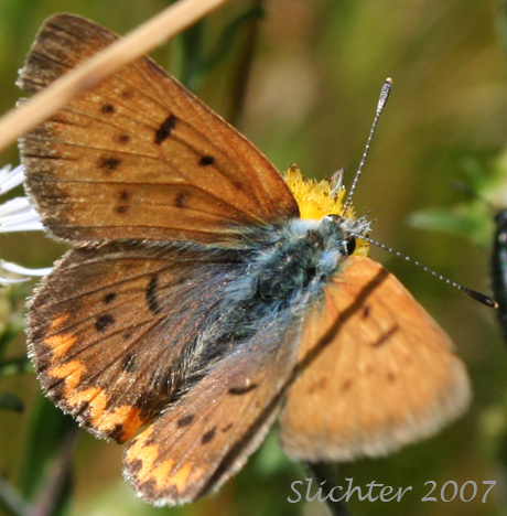 Purplish Copper: Lycaena helloides