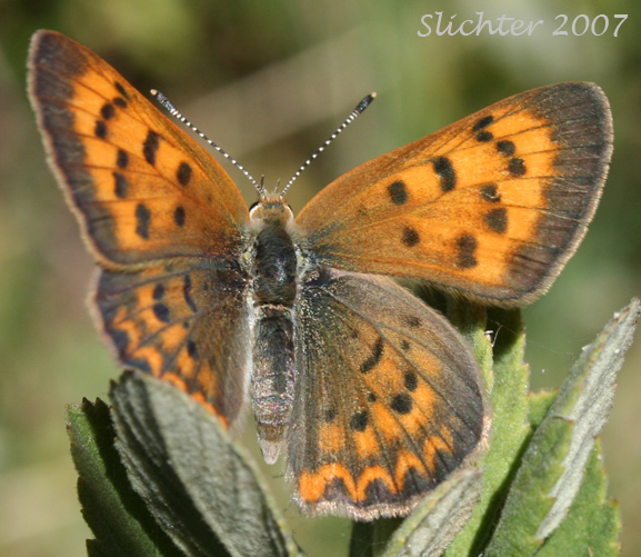 Purplish Copper: Lycaena helloides