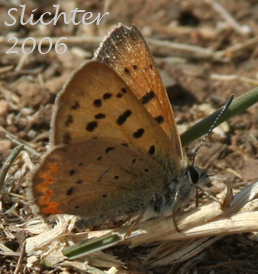 Purplish Copper: Lycaena helloides