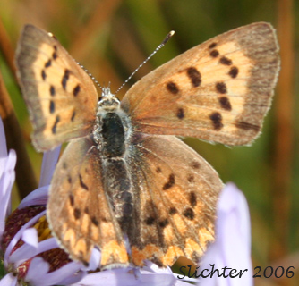Purplish Copper: Lycaena helloides