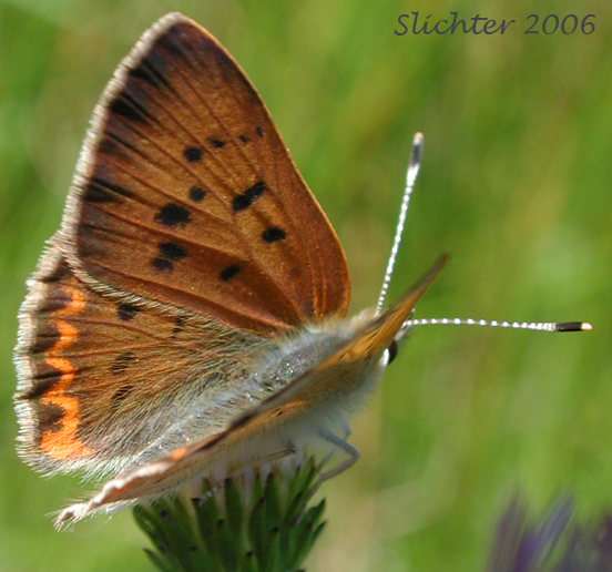 Purplish Copper: Lycaena helloides