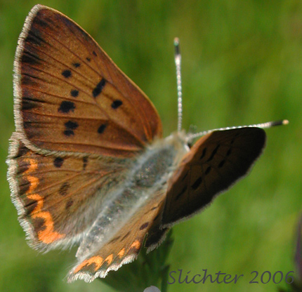 Purplish Copper: Lycaena helloides