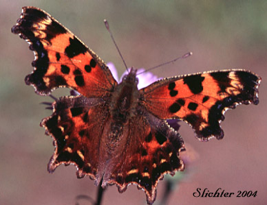 Green Comma or Faunus Anglewing (Polygonia faunus) feeding on Aster foliaceus var. parryi along the Island Spring Trail just north of Hell Roaring Creek.