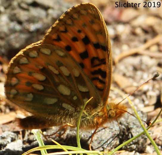 Washington Fritillary: Speyeria mormonia washingtonia