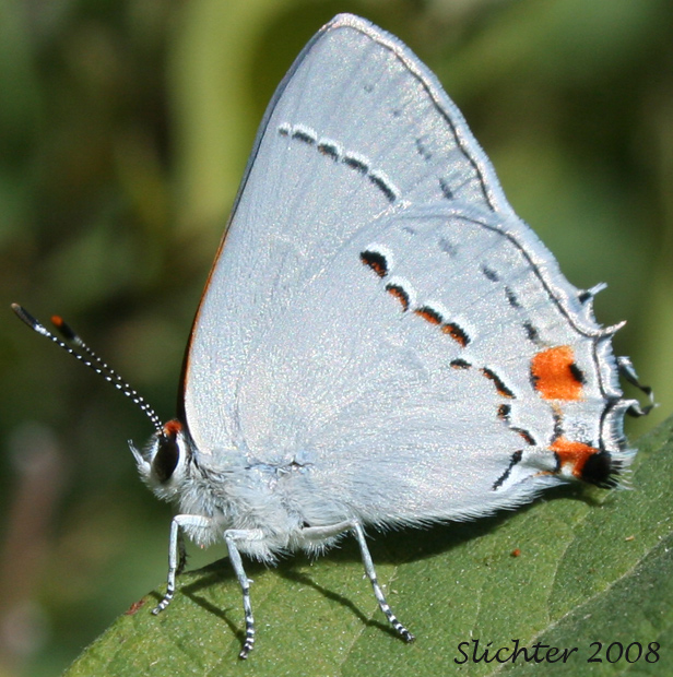 Gray Hairstreak, Common Hairstreak: Strymon melinus