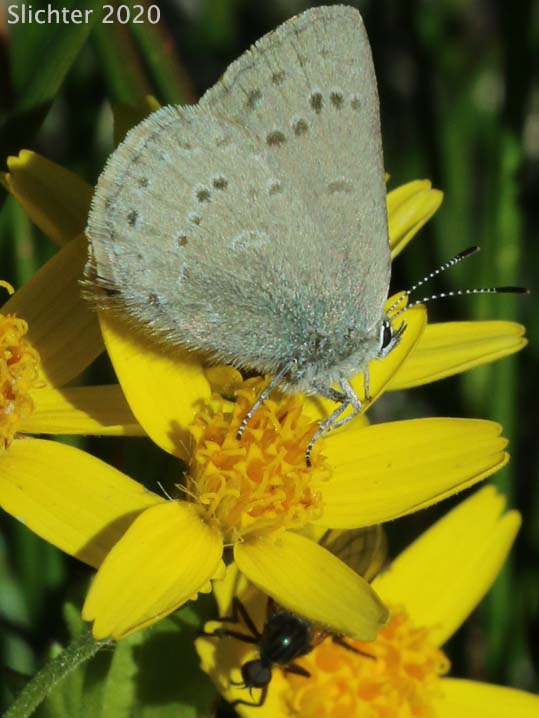 Halfmoon Hairstreak, Sooty Hairstreak, Sagebrush Sooty Hairstreak: Satyrium semiluna