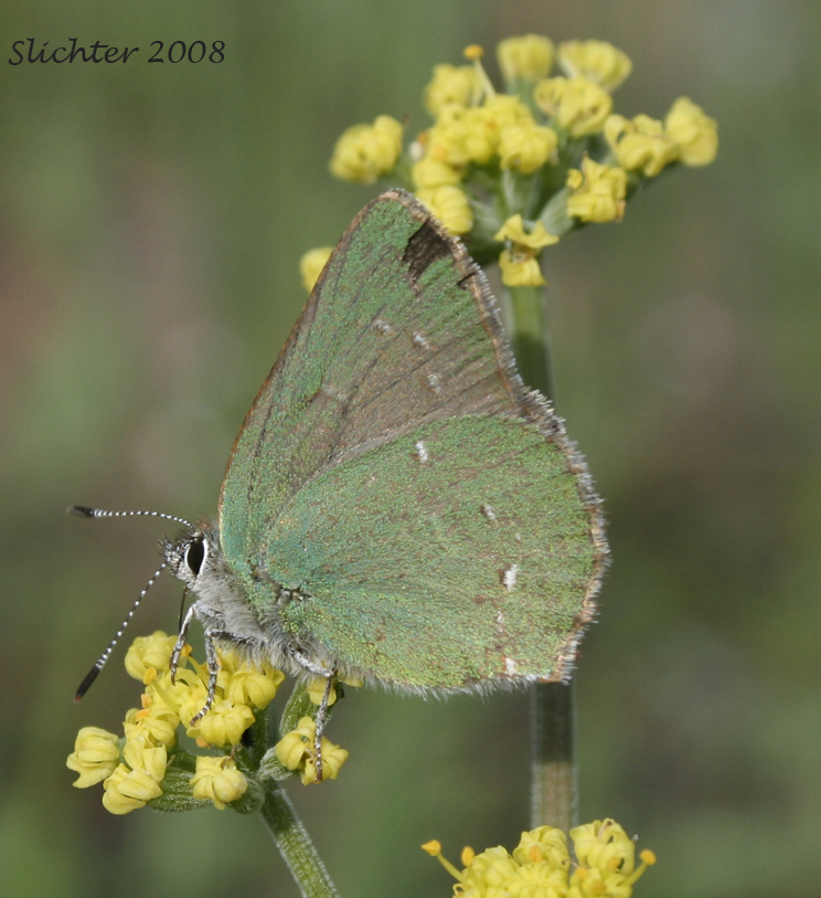 Sheridan's Green Hairstreak: Callophrys sheridanii