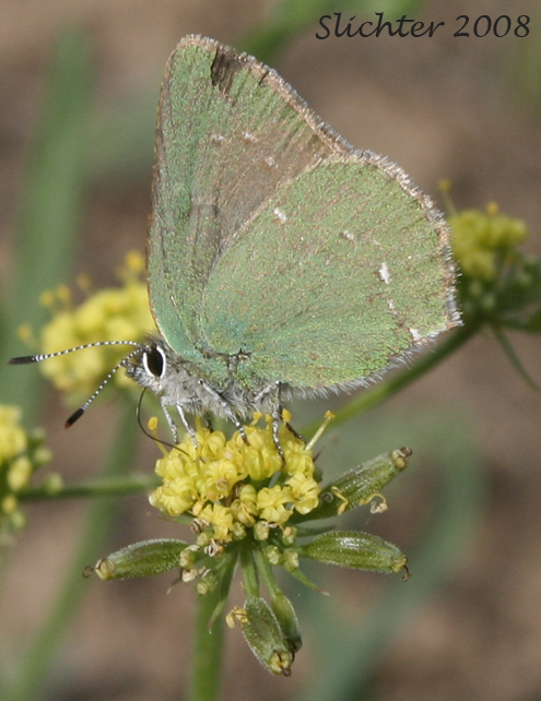 Sheridan's Green Hairstreak: Callophrys sheridanii