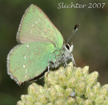 Sheridan's Green Hairstreak: Callophrys sheridanii