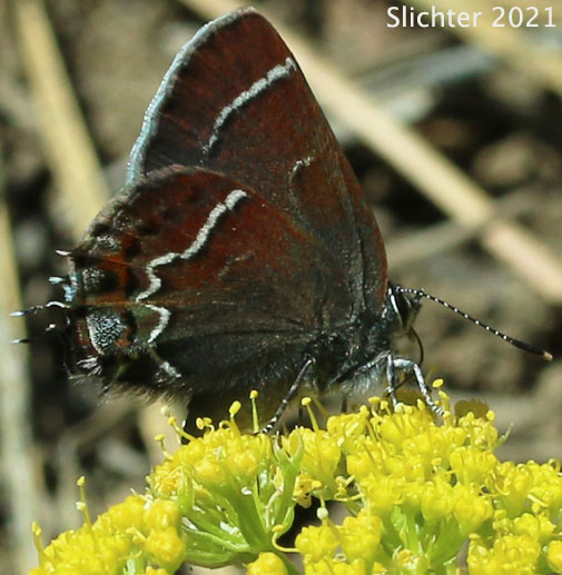 Thicket Hairstreak, Blue Mistletoe Hairstreak: Callophrys spinetorum