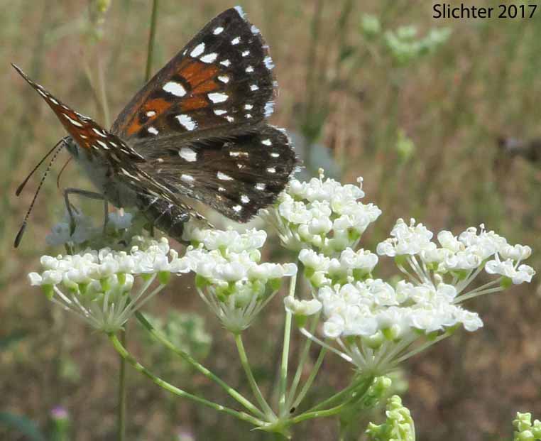 Mormon Metalmark: Apodemia mormo