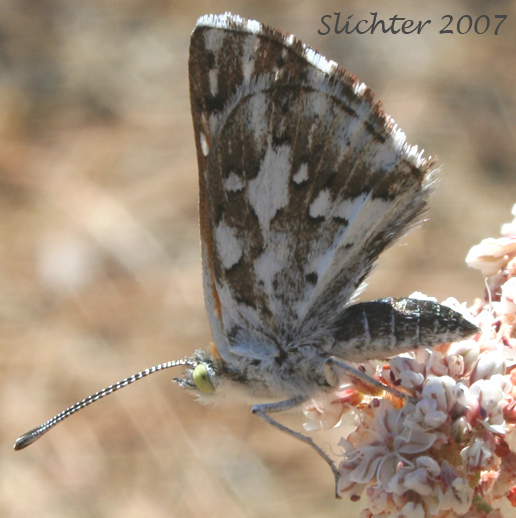 Mormon Metalmark: Apodemia mormo