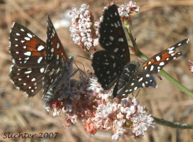 Mormon Metalmark: Apodemia mormo
