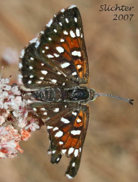 Mormon Metalmark: Apodemia mormo