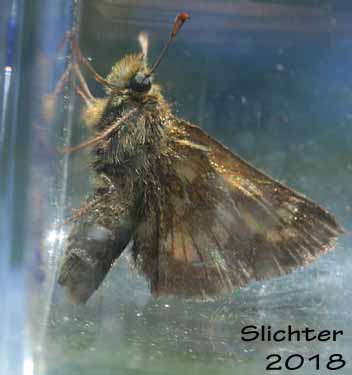 Mardon Skipper: Polites mardon