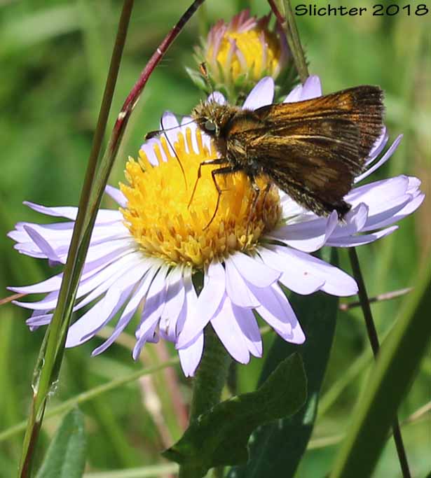 Mardon Skipper: Polites mardon