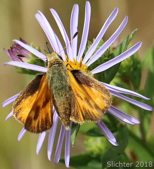 Woodland Skipper: Ochlodes sylvanoides