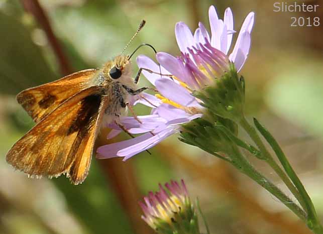Woodland Skipper: Ochlodes sylvanoides