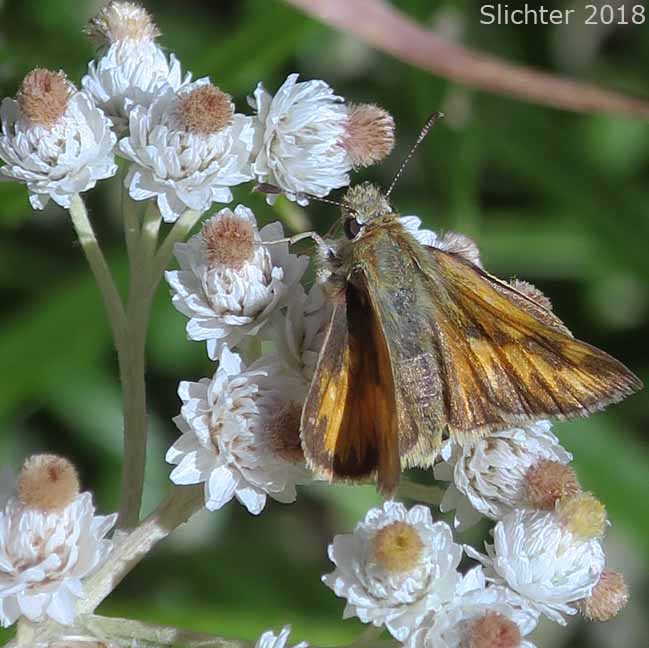 Woodland Skipper: Ochlodes sylvanoides