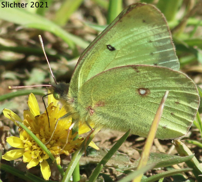 Clouded Sulphur, Common Sulphur: Colias philodice