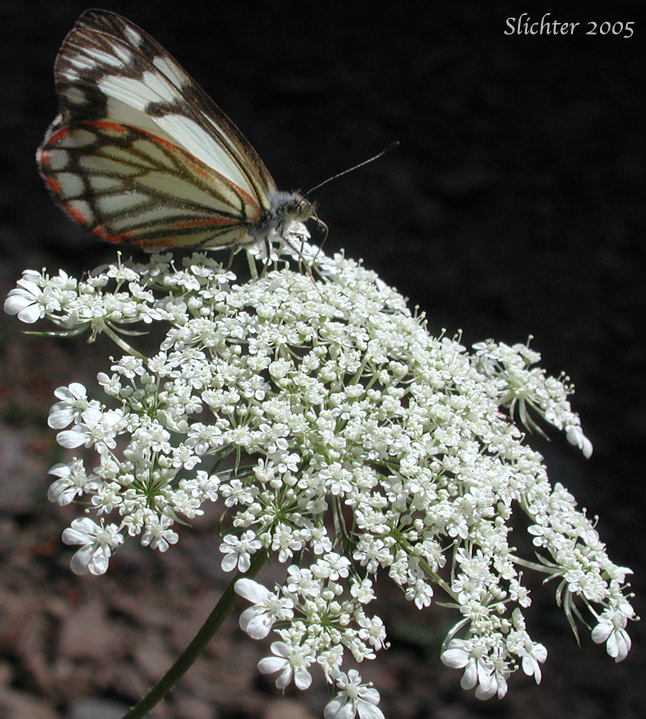 Pine White, White Pine Butterfly: Neophasia menapia