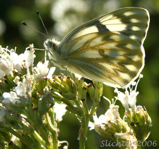 Spring White: Pontia sisymbrii