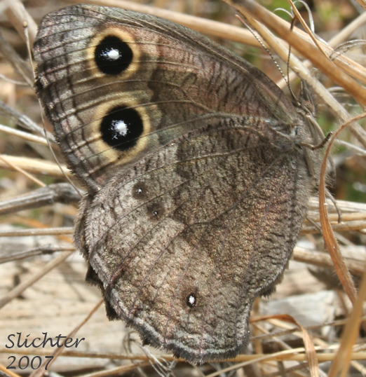Great Basin Wood Nymph, Lesser Wood Nymph, Least Wood Nymph, Small Wood Nymph, Scrub Wood Nymph, Woodland Satyr, Little Satyr, Sylvan Satyr: Cercyonis sthenele