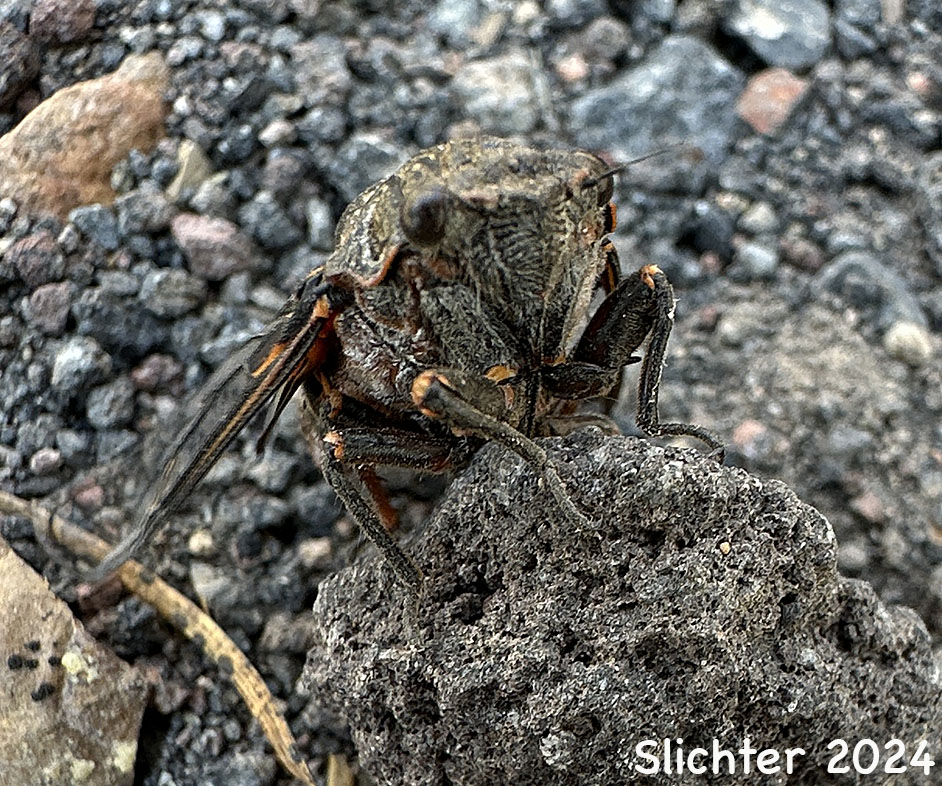 Unidentified cicada from Mount Adams Country